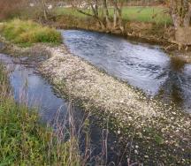 Allaine, Basse-Allaine