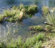 Faschinen mit treibenden Weiden und kleiner Insel entlang des rechten Ufers. 