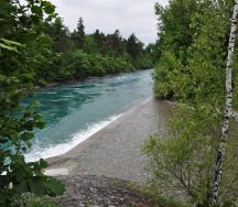 L'embouchure de la Zulg dans l'Aar vue depuis la Zulg. Le projet de rétablissement de la continuité longitudinale de la Zulg prévoit de faire déboucher la Zulg dans l'Aar sans chute et dans une section considérablement plus large.